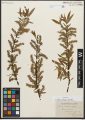 Foto von Salix sericea Marshall